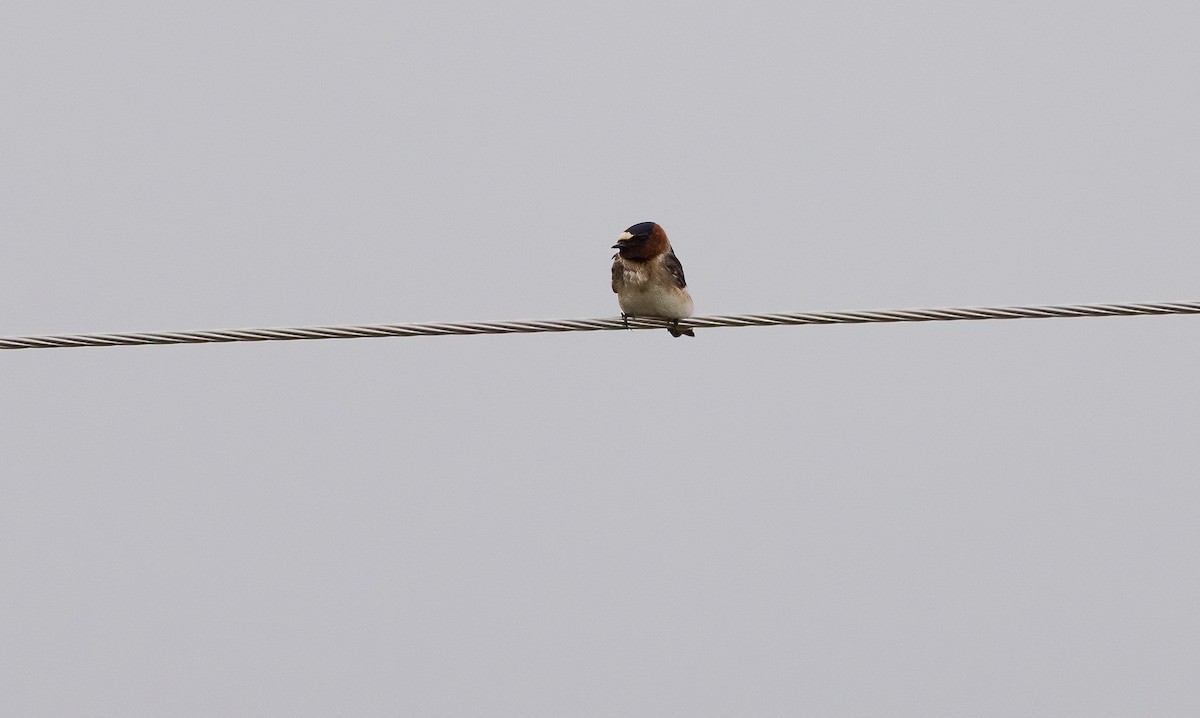 Cliff Swallow - ML647480665