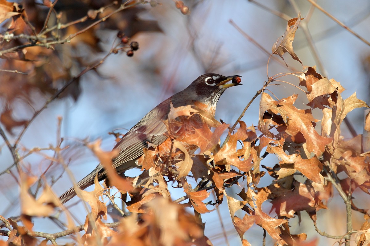 American Robin - ML647480707