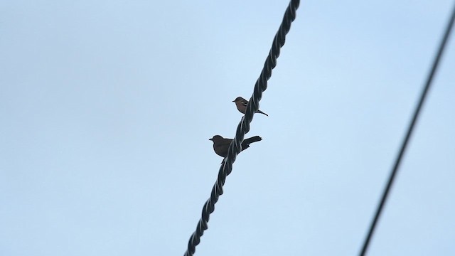 שחרור - ML647480733