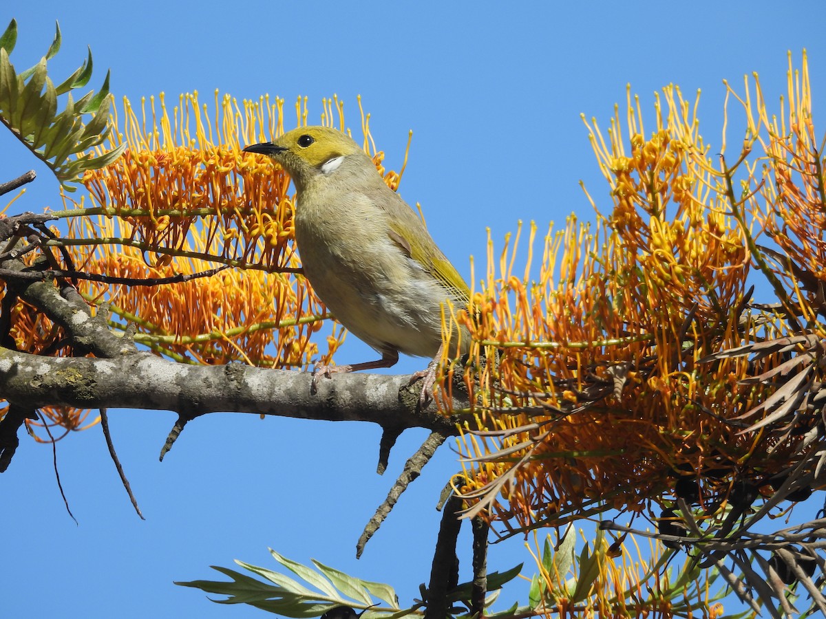 White-plumed Honeyeater - ML647480752