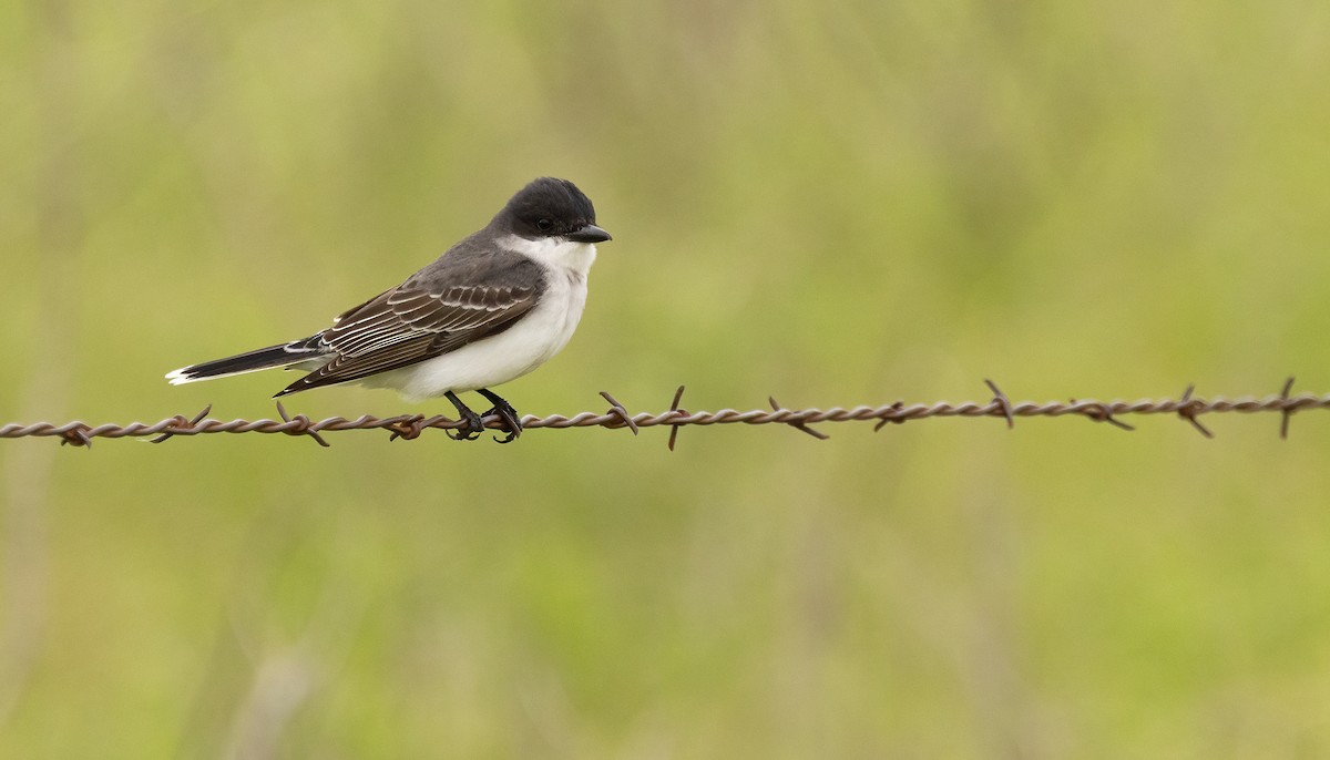 Tyran tritri - ML647480779