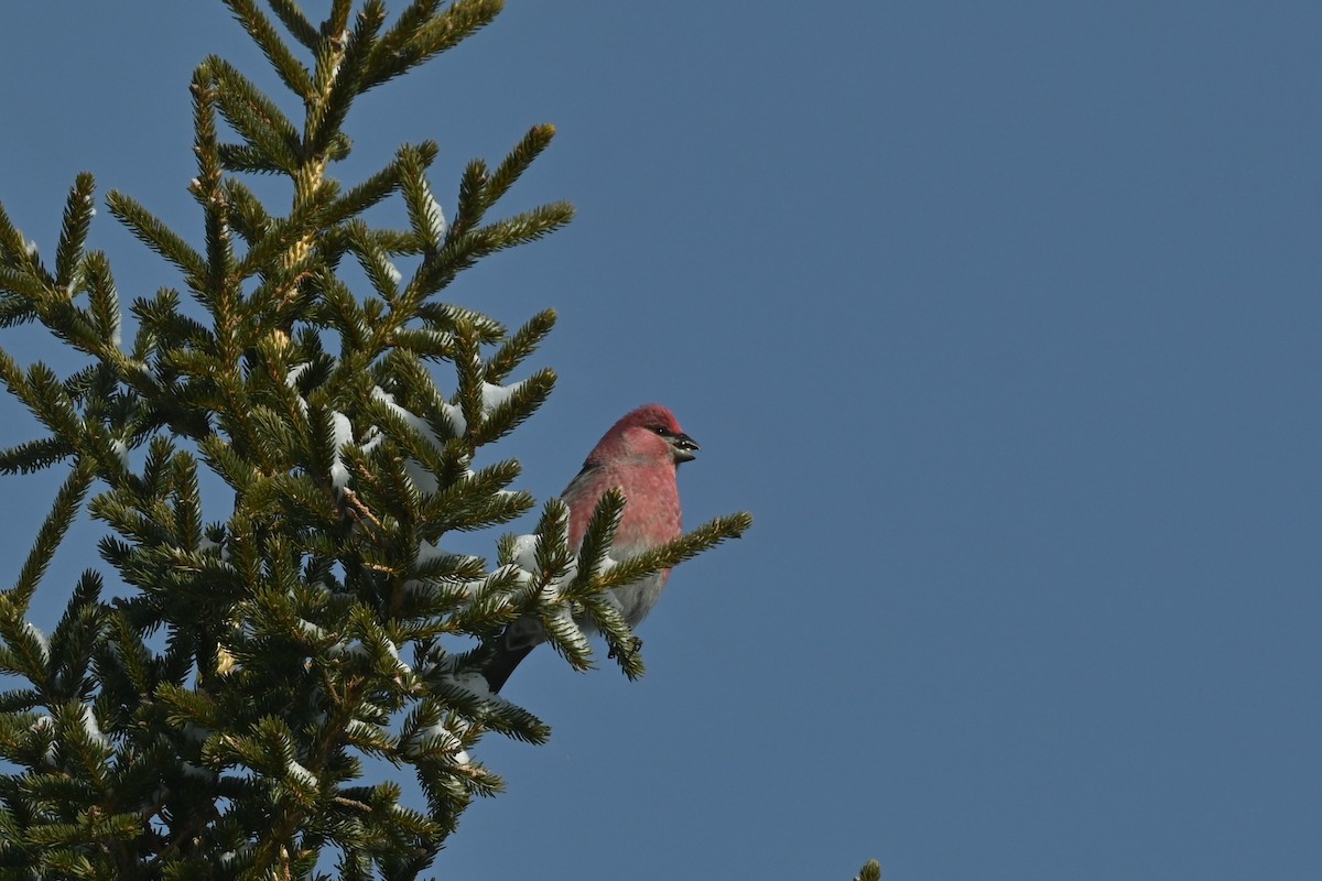 Hakengimpel - ML647480785