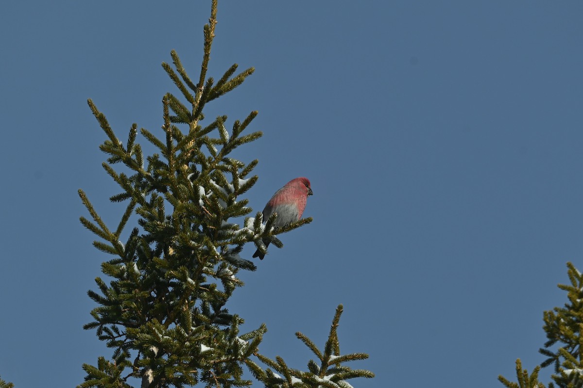 Hakengimpel - ML647480788