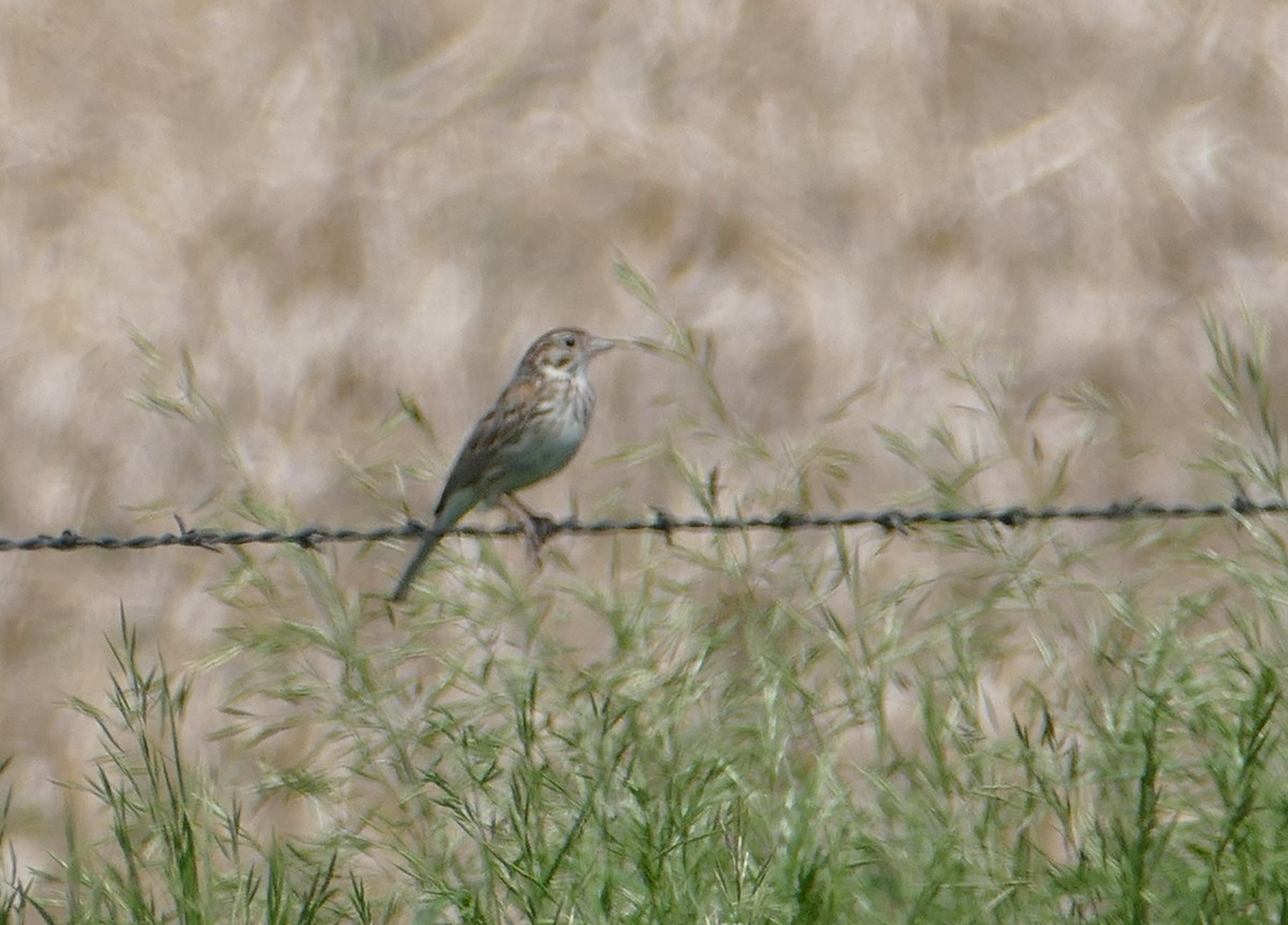 Abendammer - ML647480789