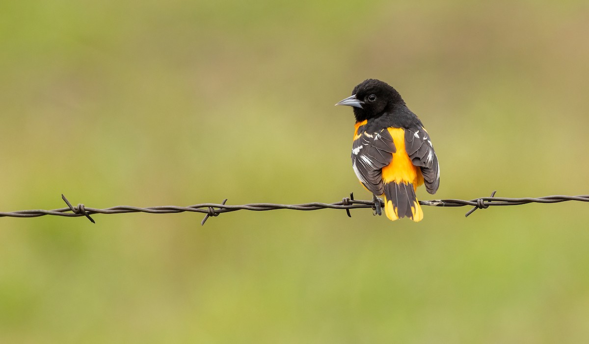 Baltimoretrupial - ML647480790