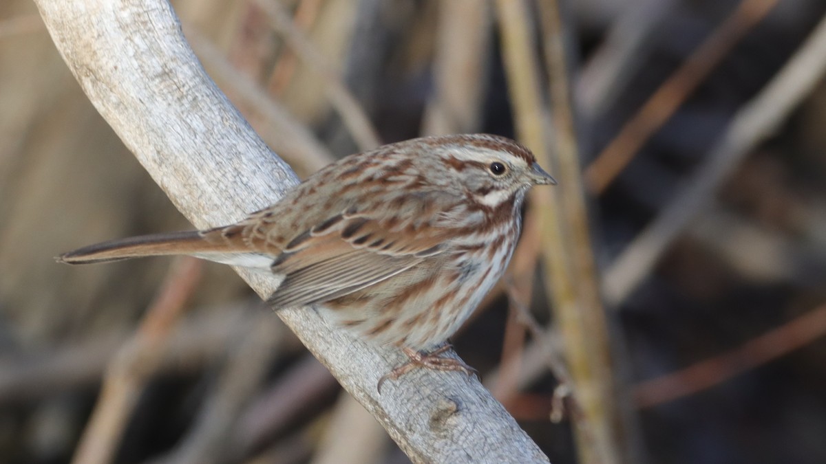 Singammer - ML647480791