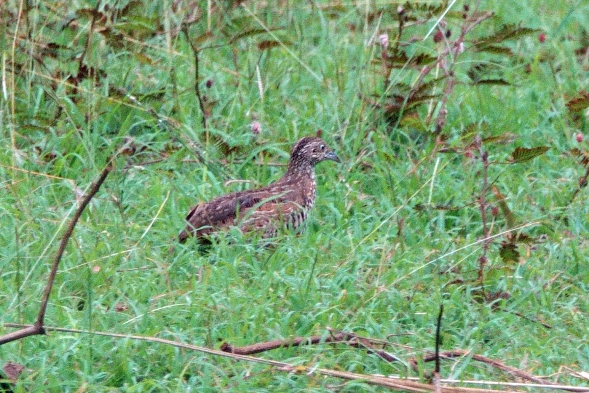 Bindenlaufhühnchen - ML647480793