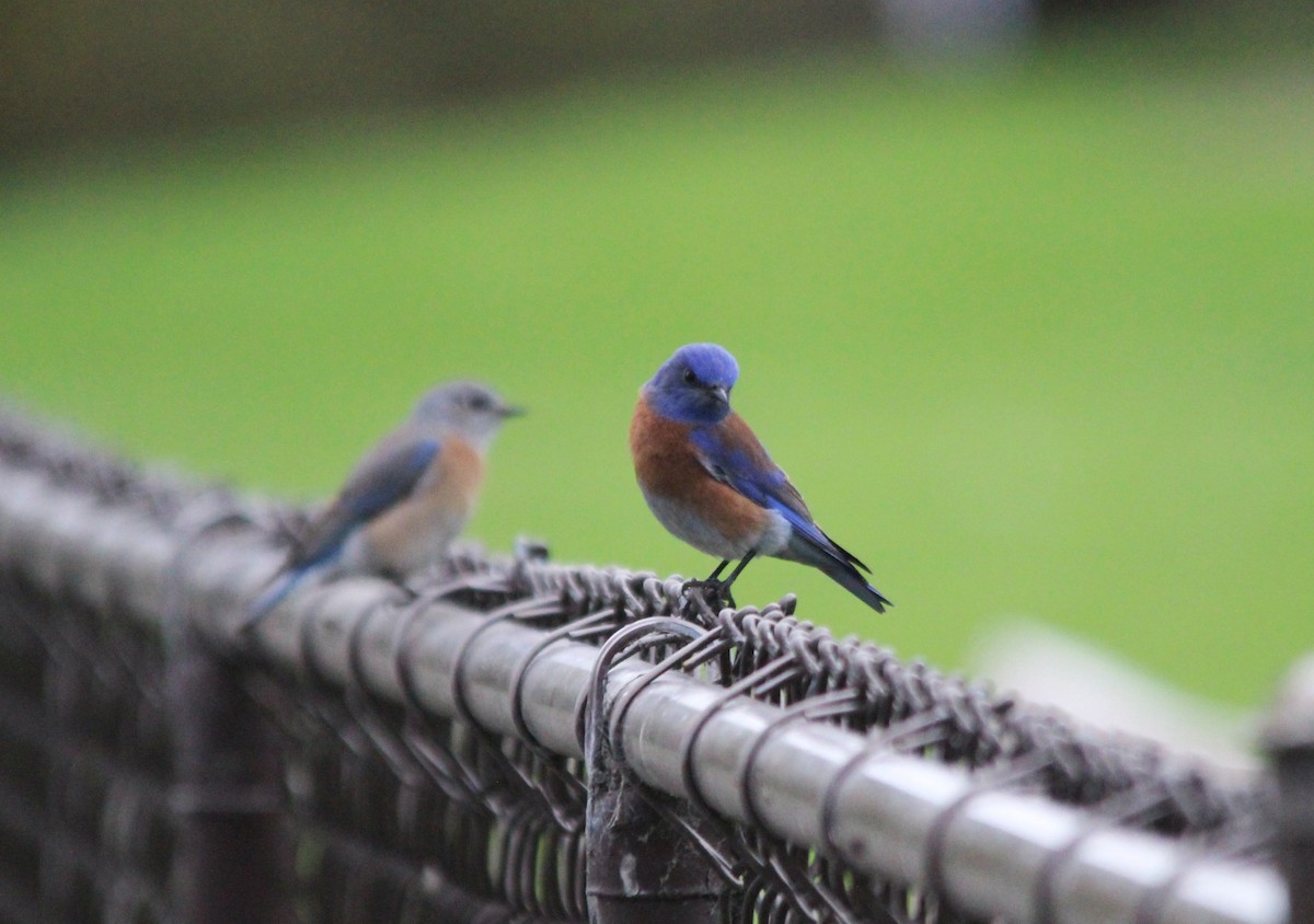 Blaukehl-Hüttensänger - ML647480794