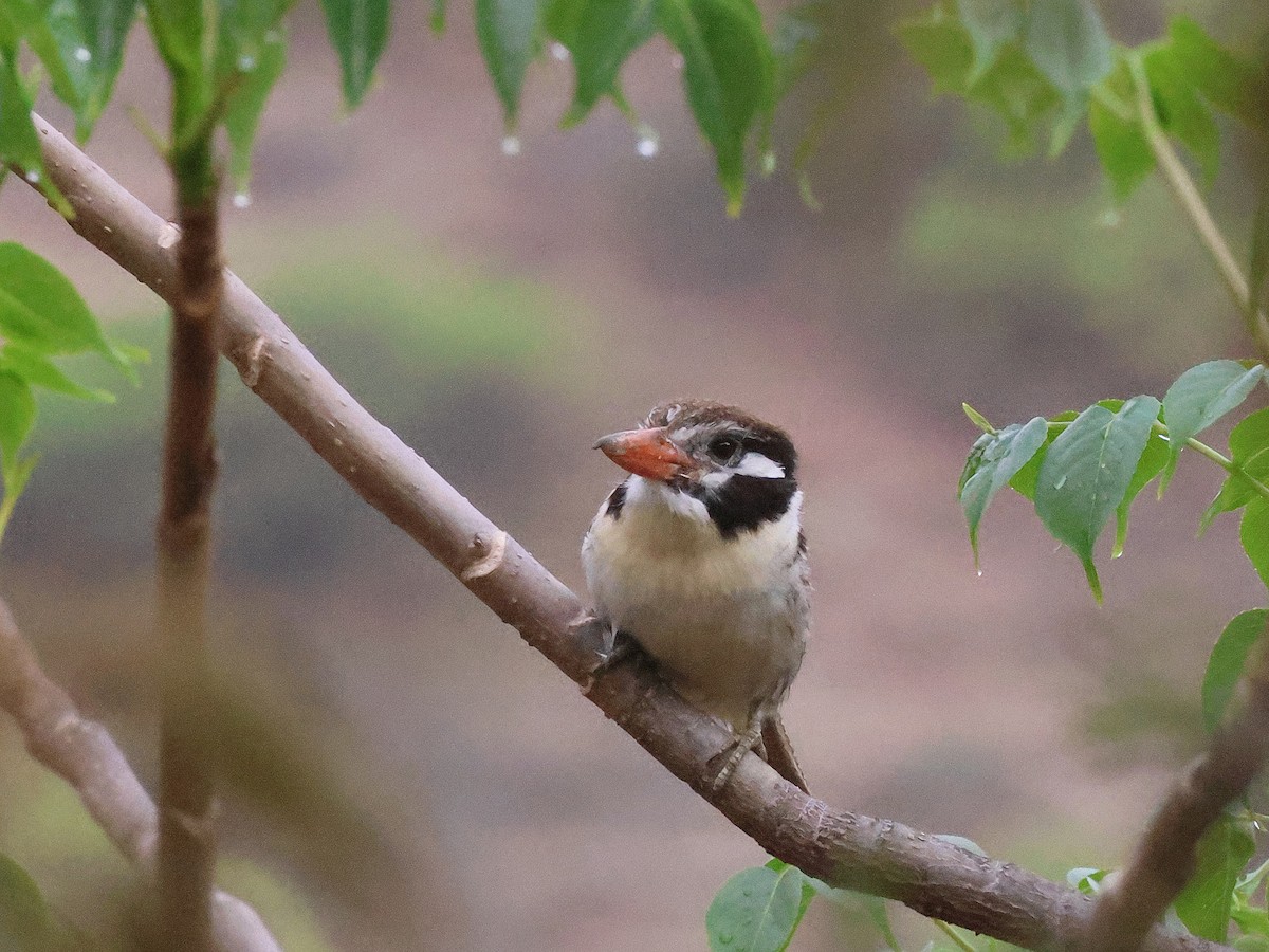 Weißohr-Faulvogel - ML647480796