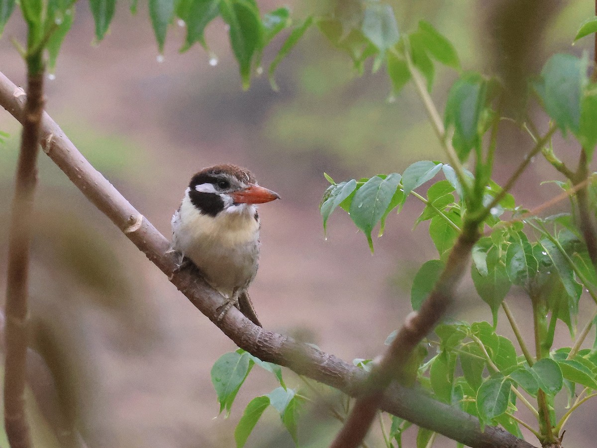 Weißohr-Faulvogel - ML647480797