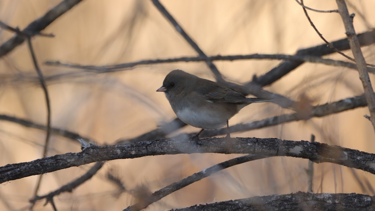 Winterammer - ML647480798