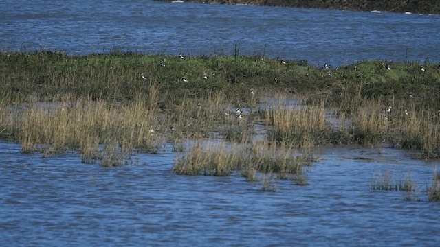 Kiebitz - ML647480800