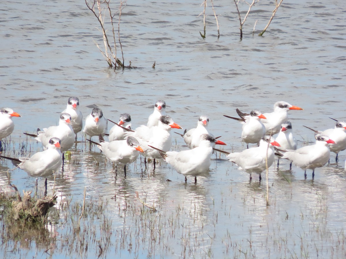 Raubseeschwalbe - ML647480801