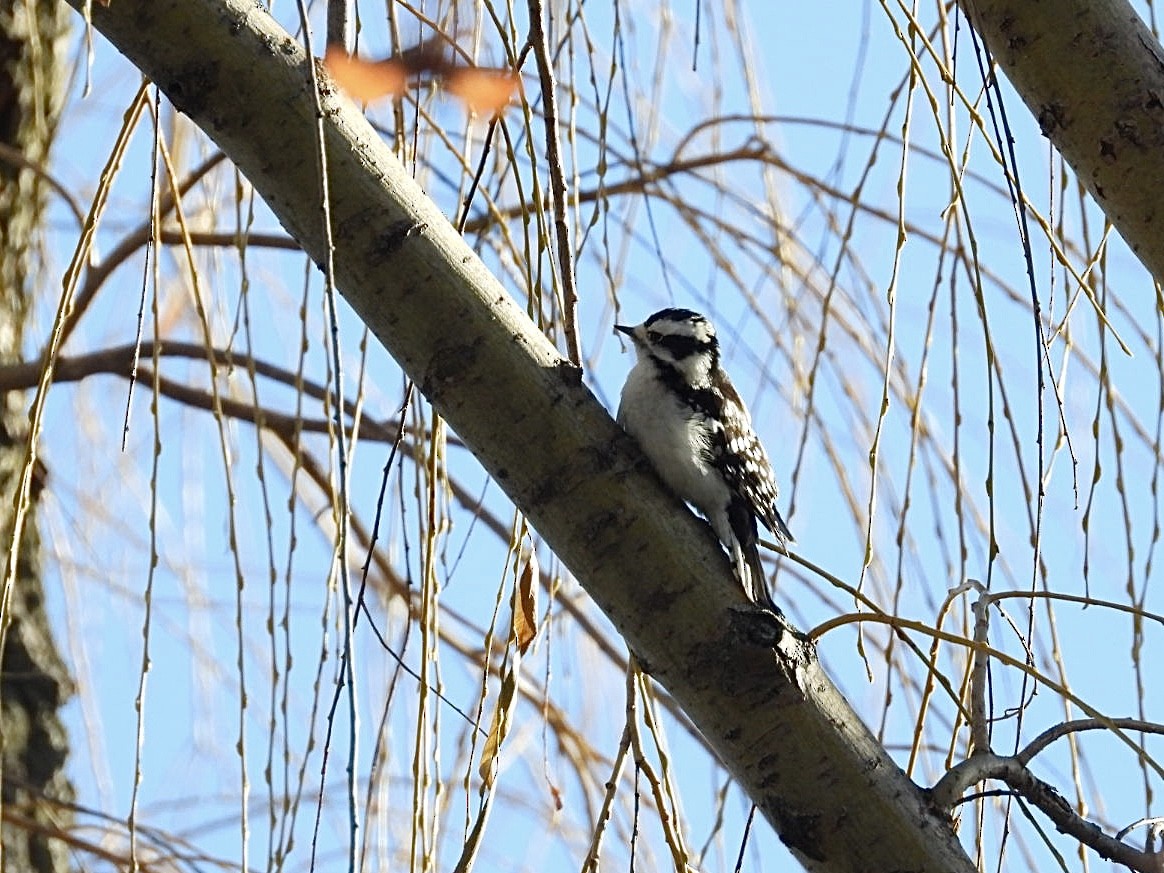 Dunenspecht - ML647480803