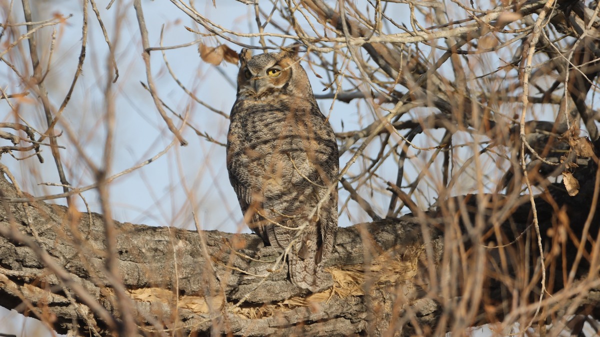 Virginiauhu - ML647480805