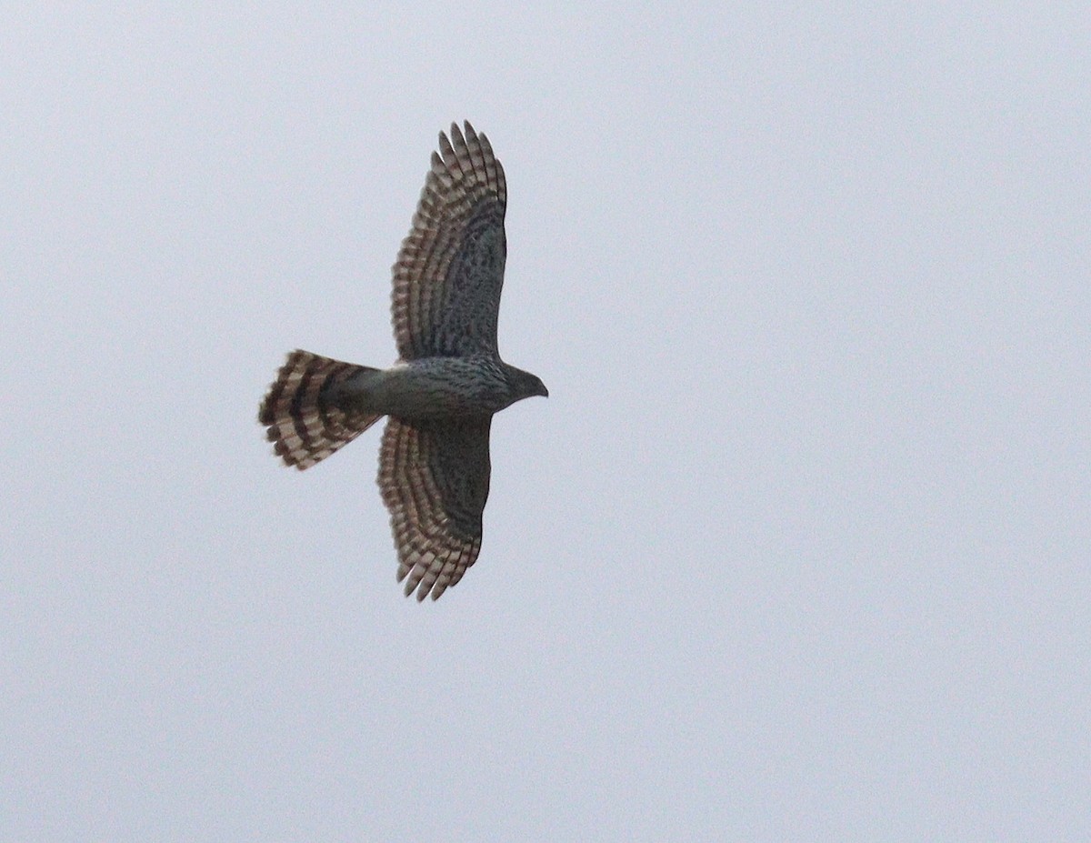 Rundschwanzhabicht - ML647480806