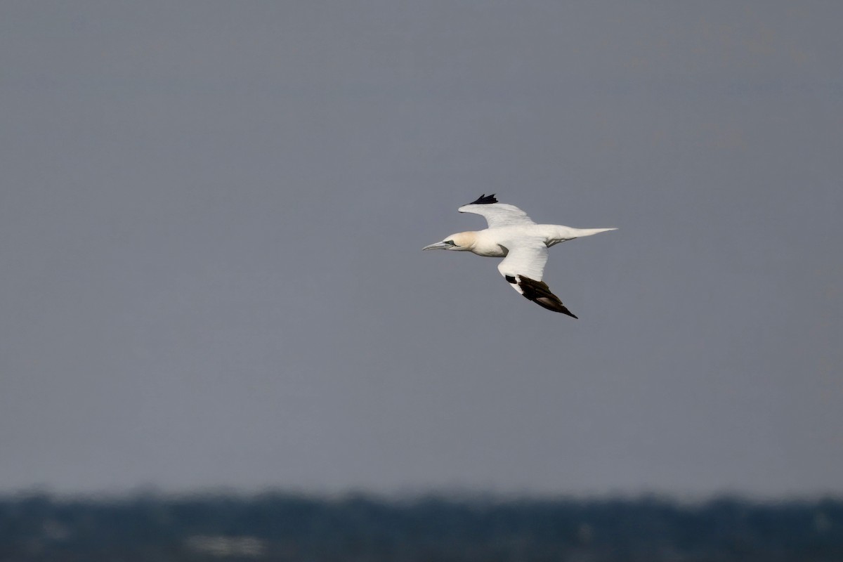 Basstölpel - ML647480808