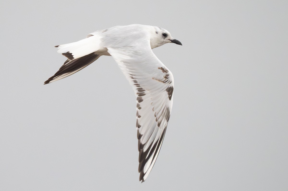 Saundersmöwe - ML647480810