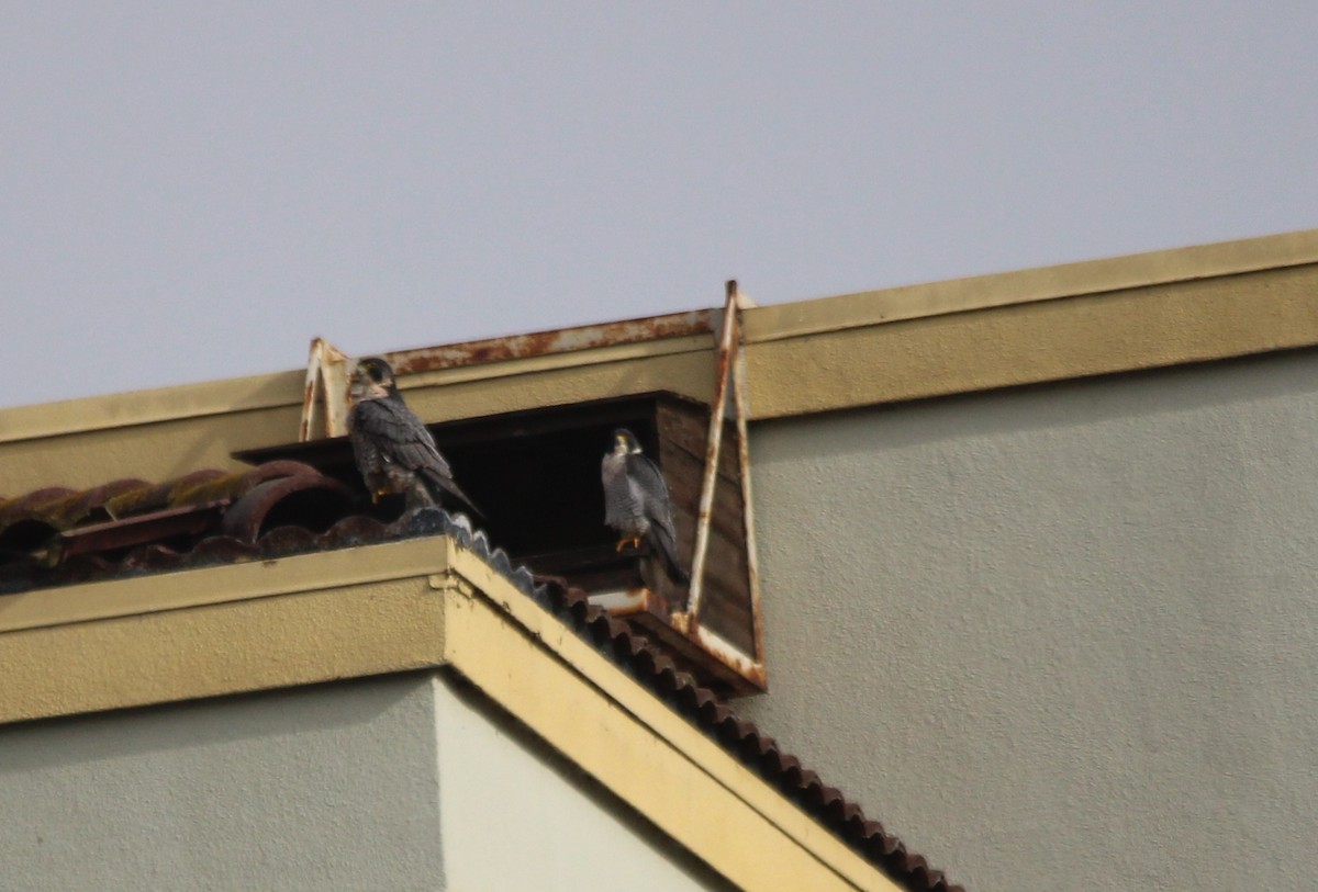 Wanderfalke - ML647480811