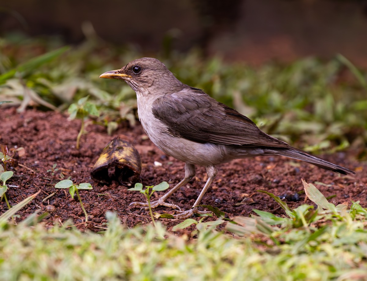 Rahmbauchdrossel - ML647480812