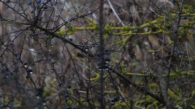סתרי מצוי - ML647480813