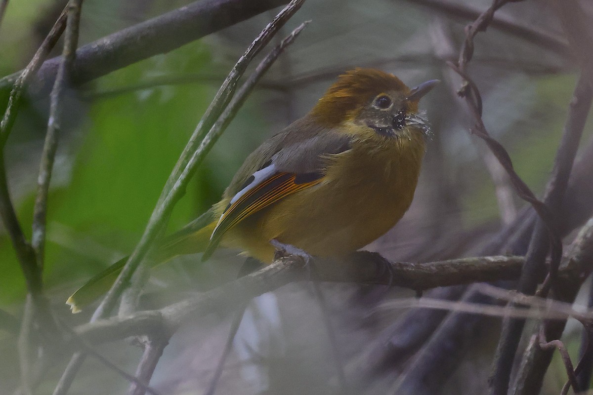 Elsterschnäppervanga - ML647480814