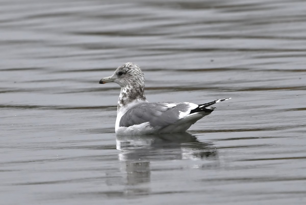 Kalifornienmöwe - ML647480815