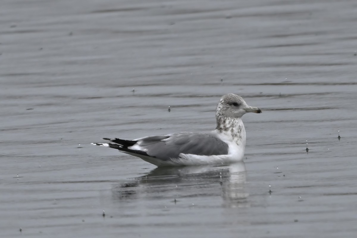 Kalifornienmöwe - ML647480817