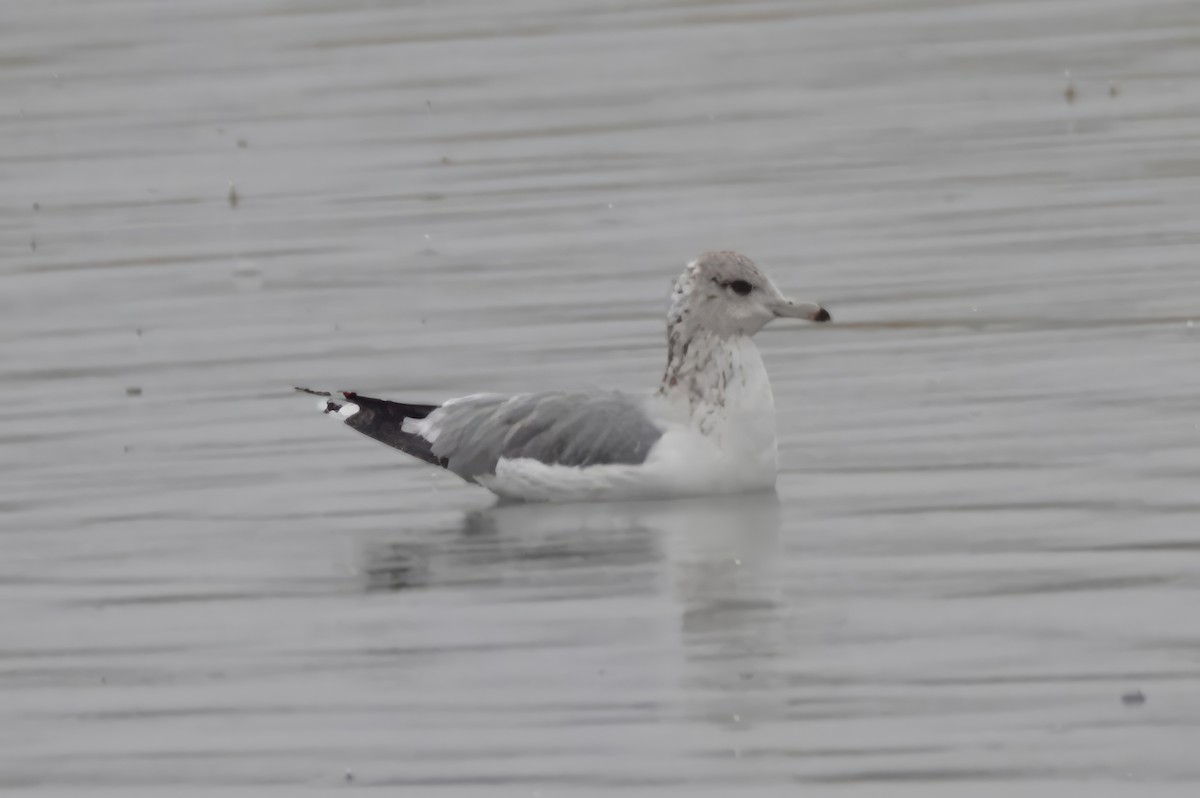 Kalifornienmöwe - ML647480819