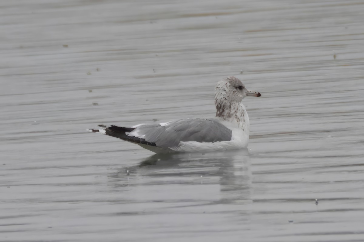 Kalifornienmöwe - ML647480820