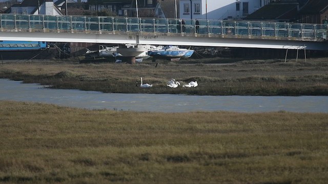 ברבור מצוי - ML647480846