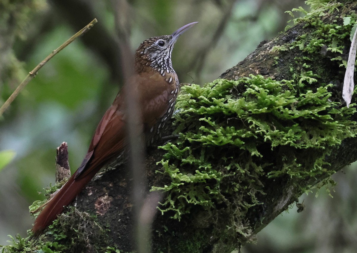 Dağ Tırmaşık - ML647480850