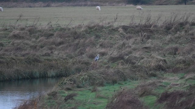אנפה אפורה - ML647480857