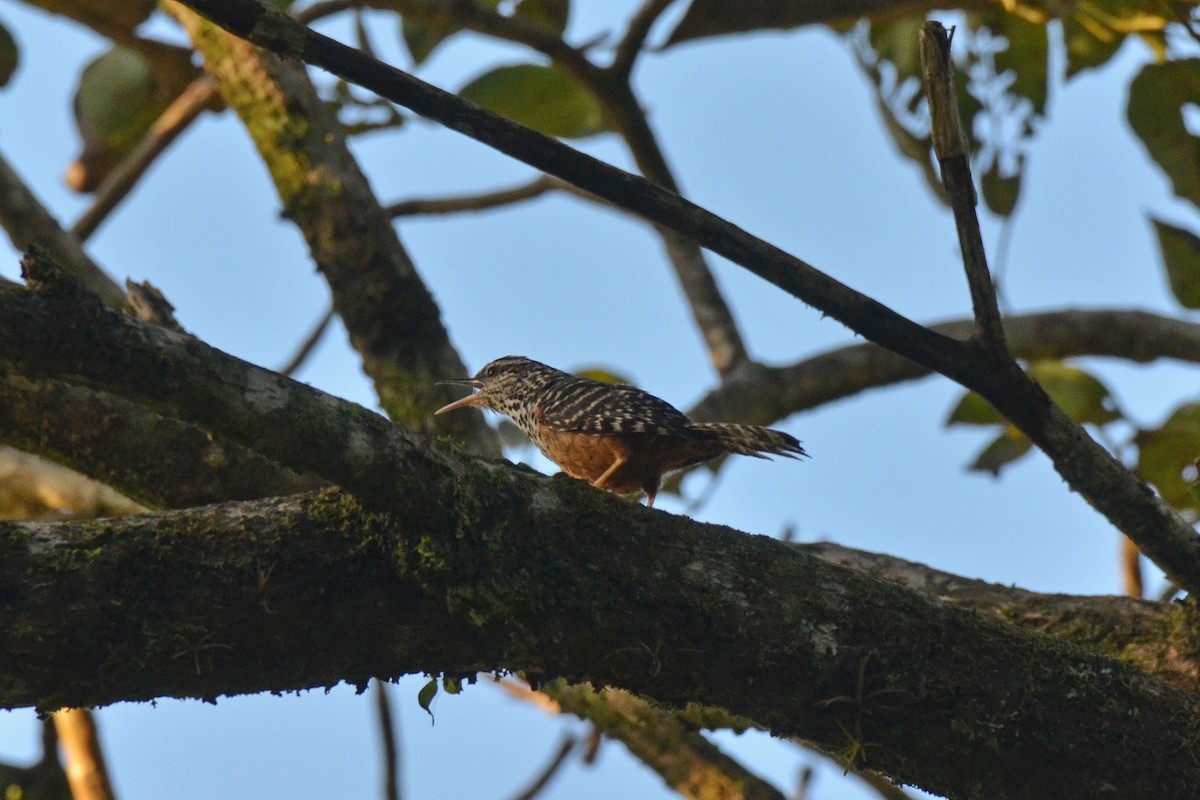 Band-backed Wren - ML647480858