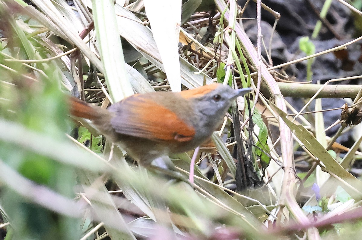 Azara's Spinetail - ML647480866
