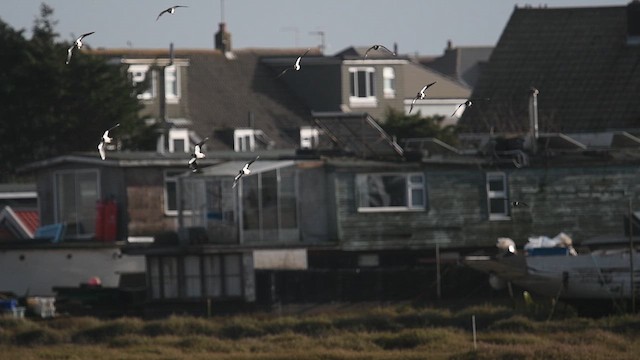 קיווית מצויצת - ML647480882