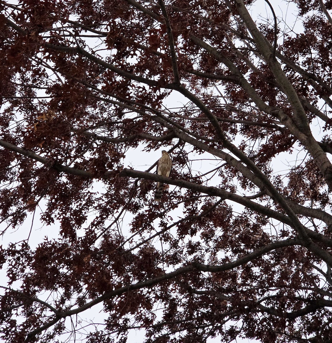Cooper's Hawk - ML647480884