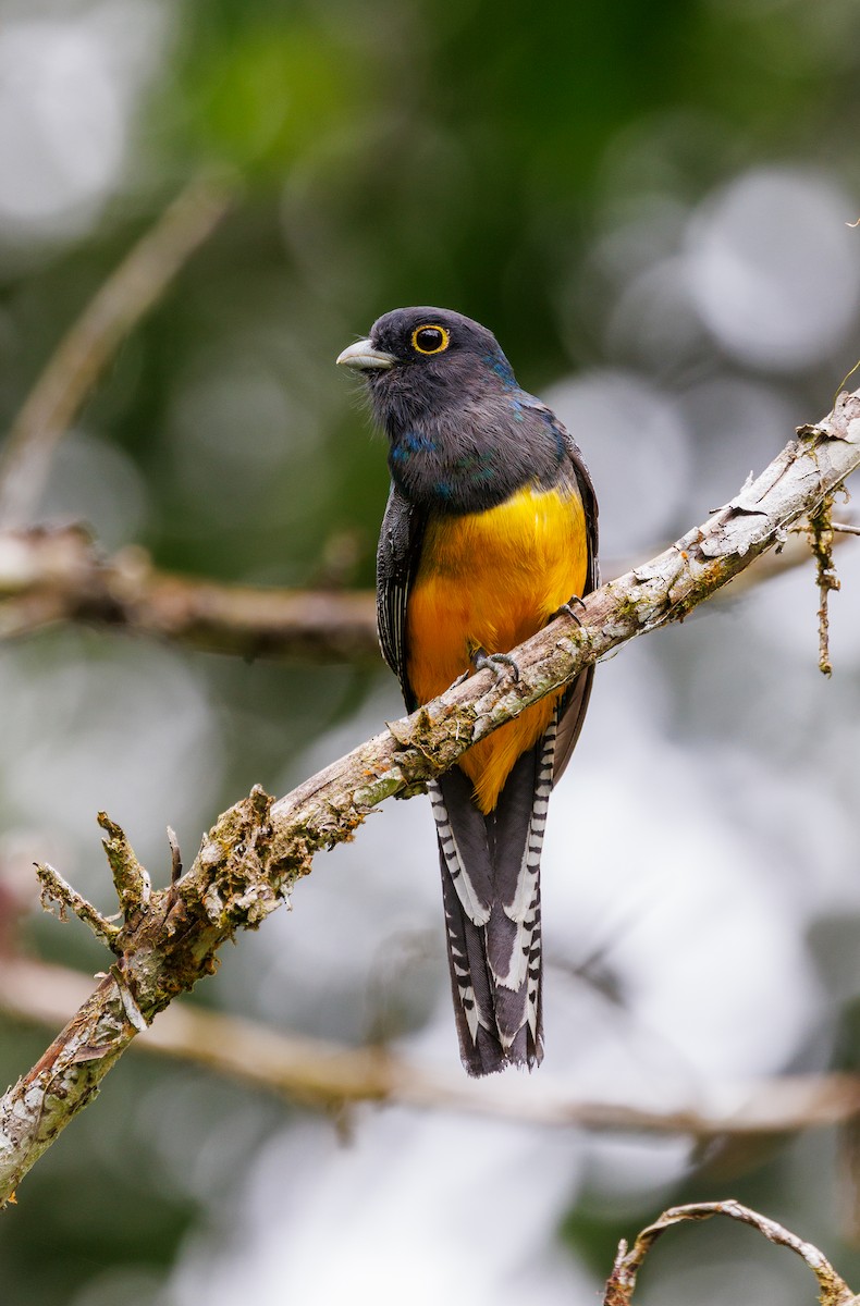 Mor Trogon - ML647480890
