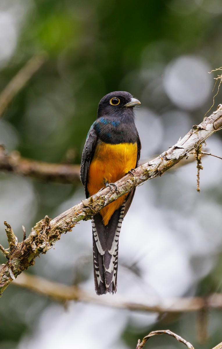 Mor Trogon - ML647480892