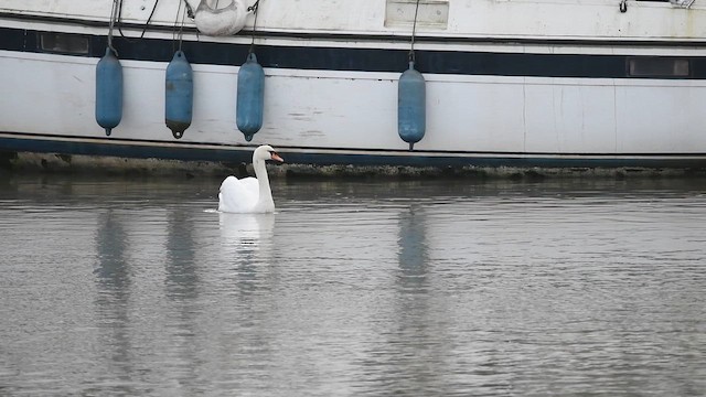 ברבור מצוי - ML647480901