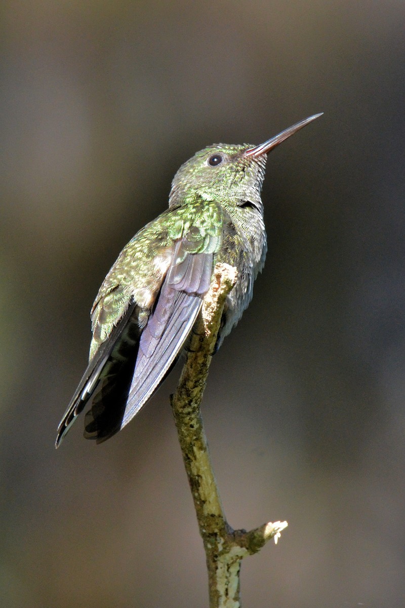 Scaly-breasted Hummingbird - ML647480902