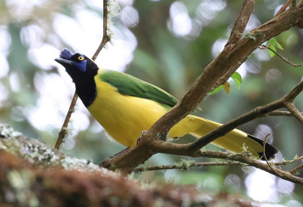 Green Jay - ML647480906