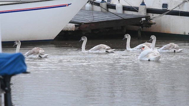 ברבור מצוי - ML647480915