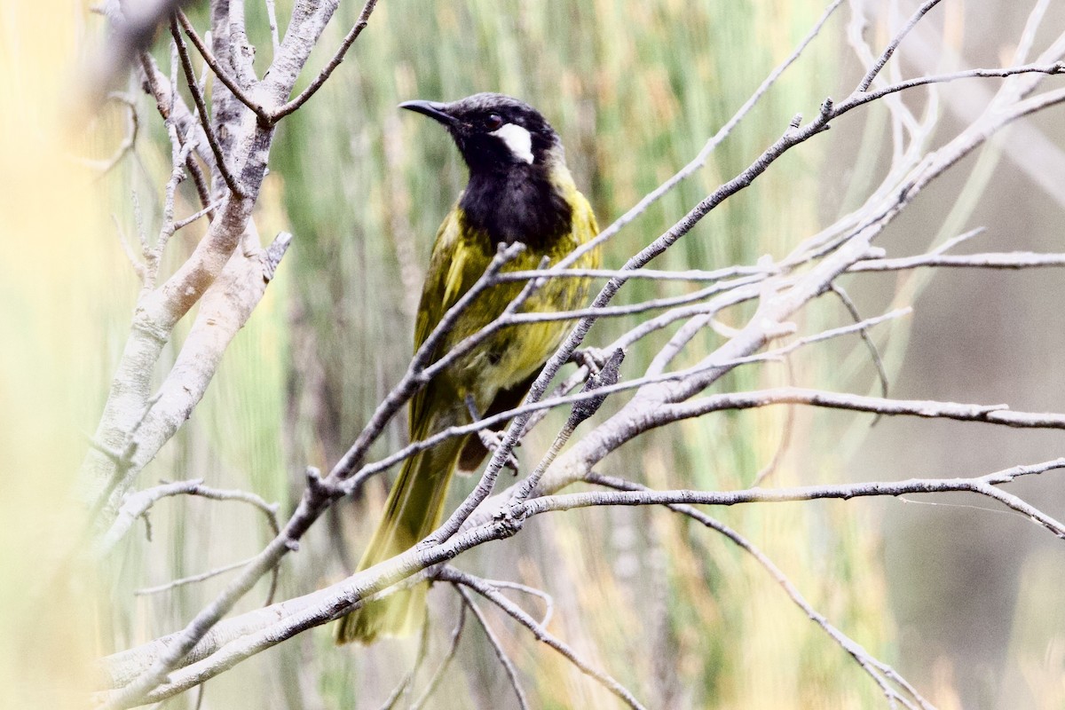 Méliphage leucotique - ML647480916