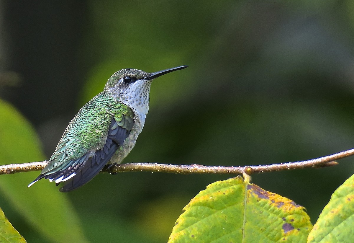 Ruby-throated Hummingbird - ML647480922