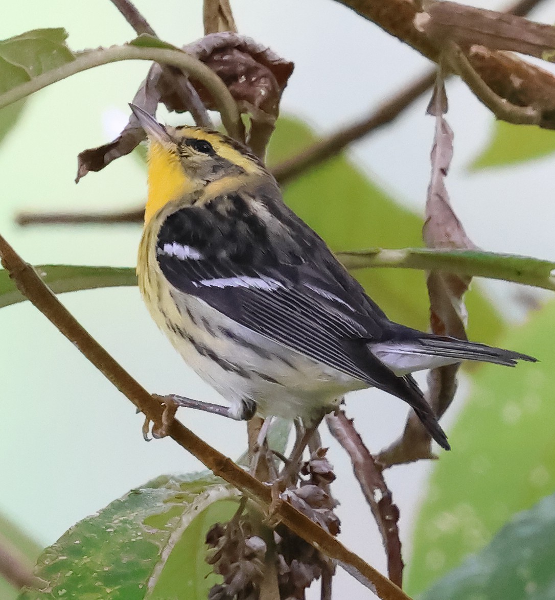 Reinita Gorjinaranja - ML647480938