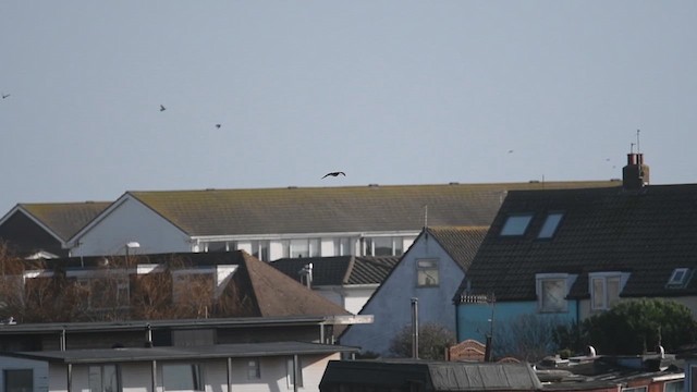 לימוזה מצויה - ML647480943