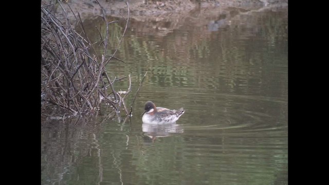 שחיינית צרת-מקור - ML647480949