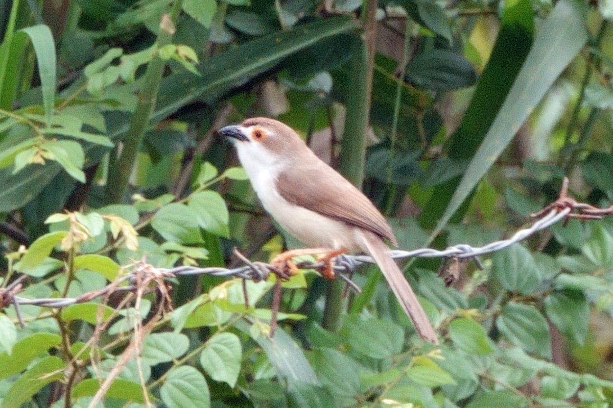 Timalí Ojigualdo - ML647480954