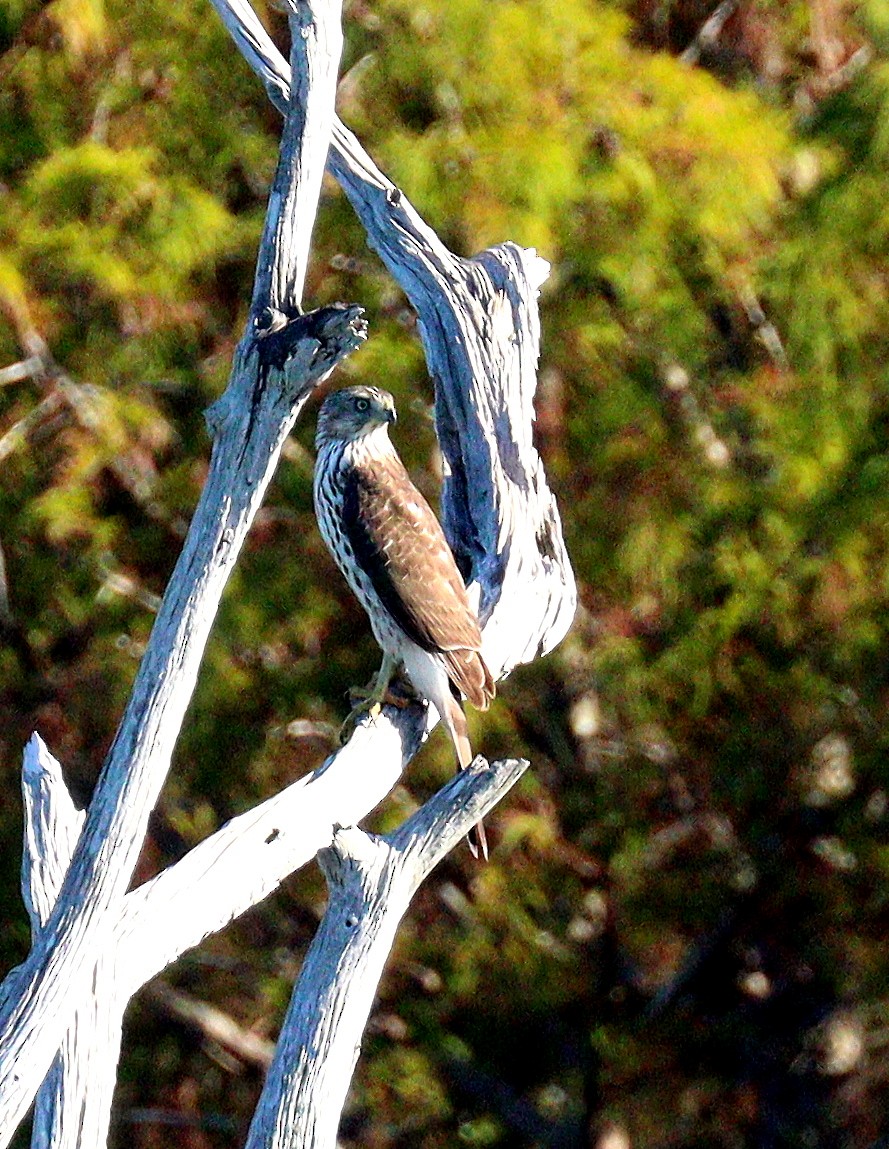 Cooper's Hawk - ML647480957